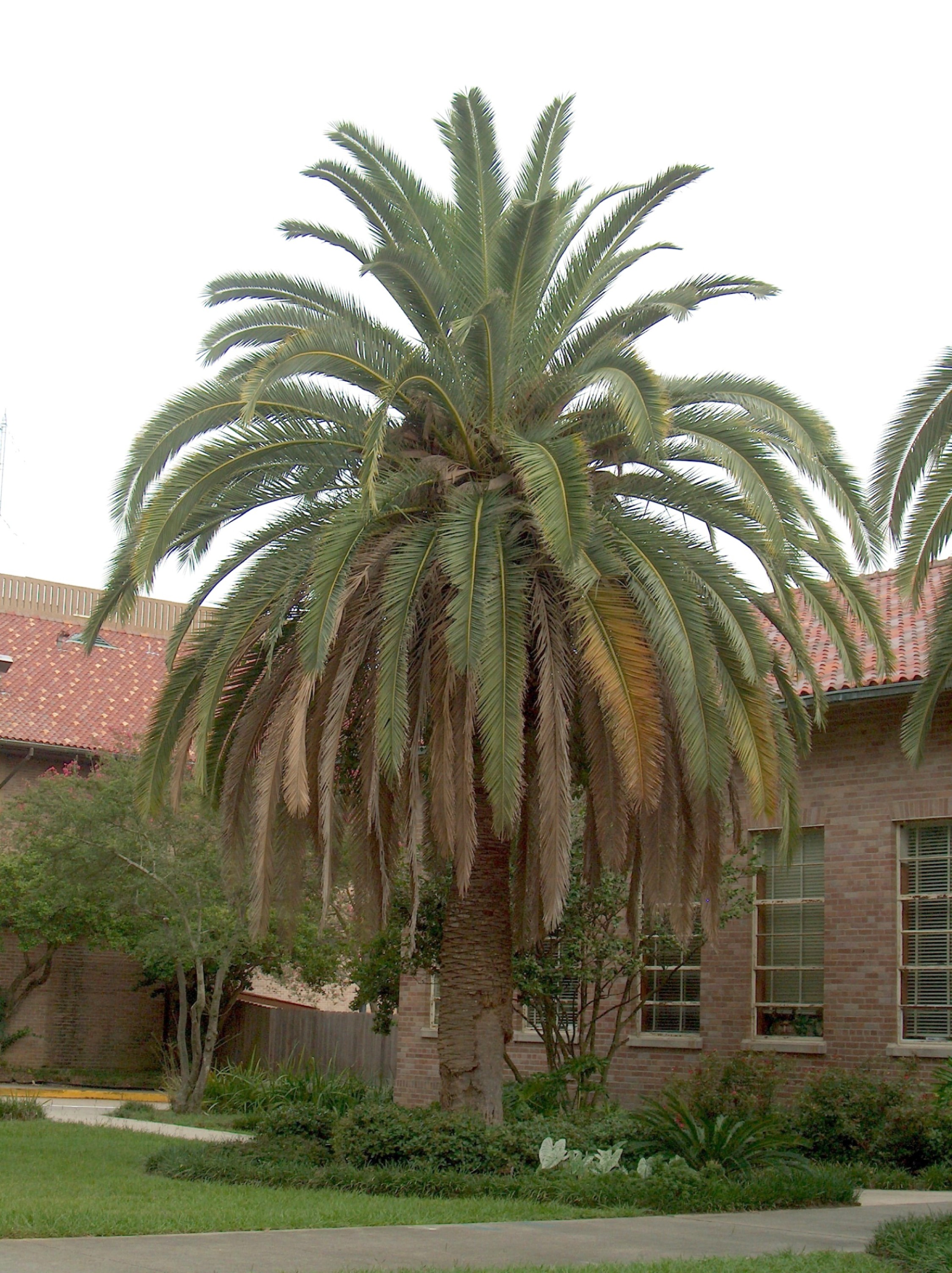 Online Plant Guide - Phoenix Canariensis / Canary Island Date Palm